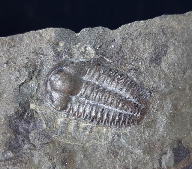 Ellipsocephalus hoffi (SCHLOTHEIM 1823) - Bild © FossNet FossilienStore